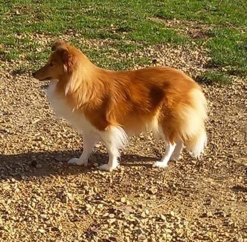 Roxie Of blue tails